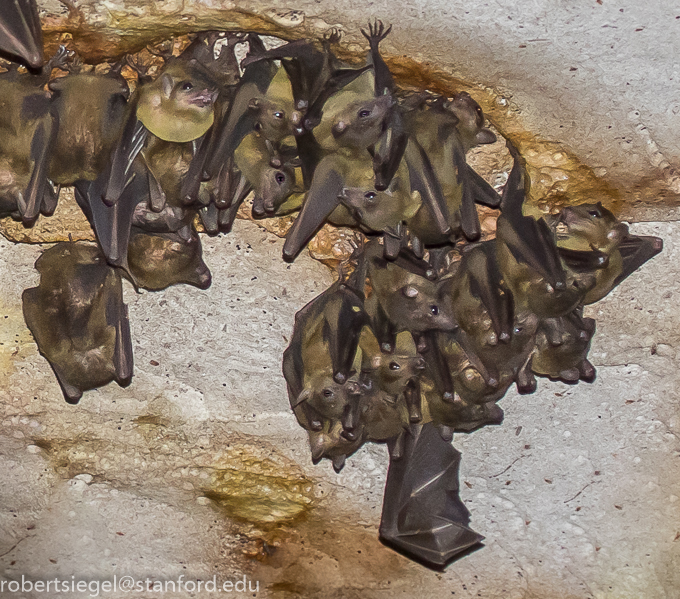 camp of bats